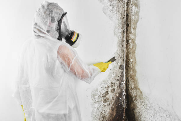 Best Mold Remediation for Schools in Chesapeake, WV