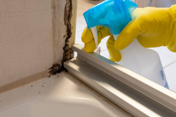 Best HVAC Mold Remediation in Chesapeake, WV