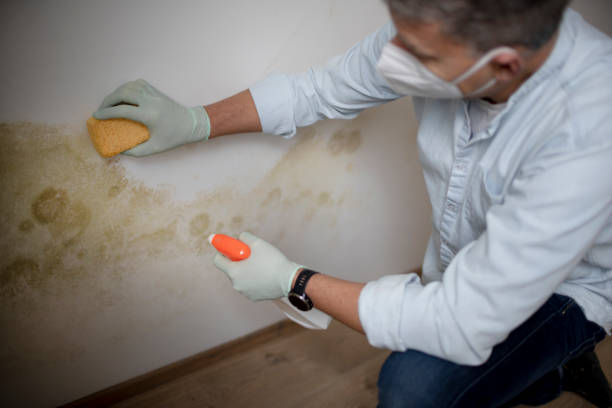 Reliable Chesapeake, WV Mold Remediation Solutions
