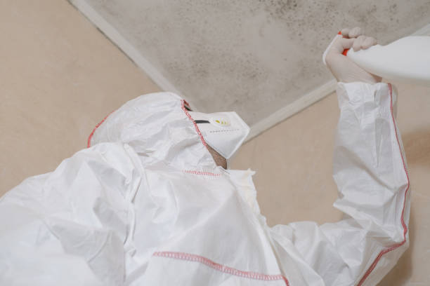 Best Residential Mold Remediation in Chesapeake, WV