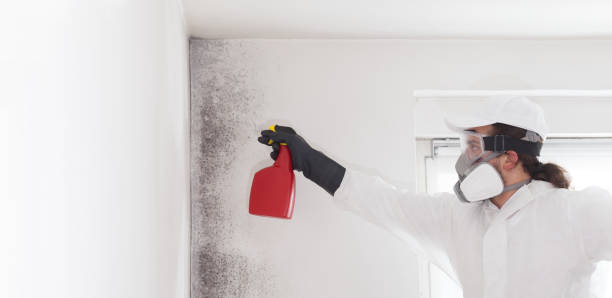 Best White Mold Remediation in Chesapeake, WV