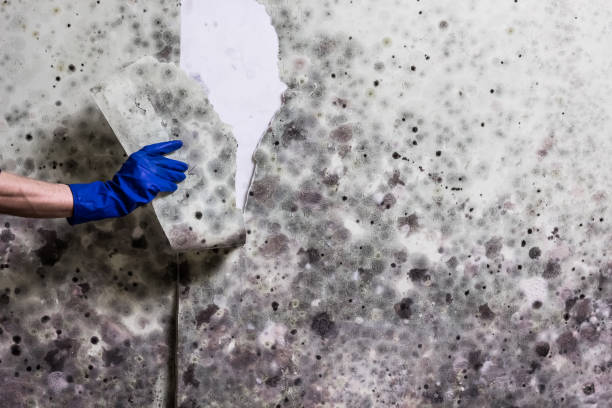 Best Residential Mold Remediation in Chesapeake, WV